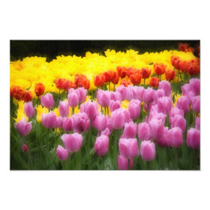 Impression Photo WA, vallée de Skagit, Roozengaarde Tulip Garden, 2