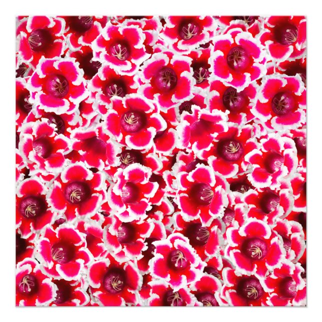 Impression Photo Weigela Florida Flowers (Devant)