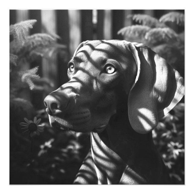 Impression Photo Weimaraner "Majestic Hunter" BW (Devant)