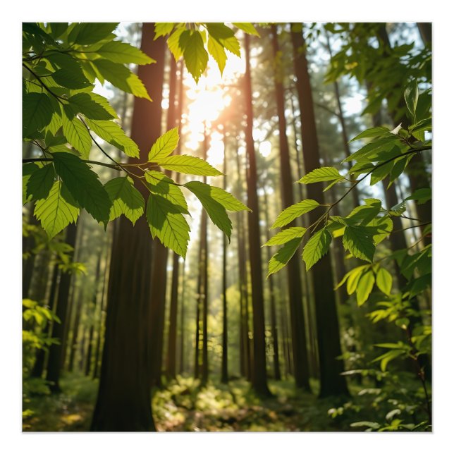 Impression Photo Whispering Forest (Devant)