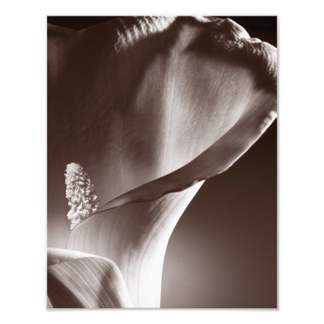 Impression Photo White Calla Lily Flower Black Background (Devant)