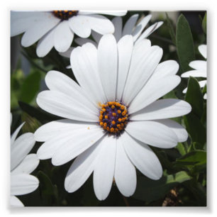 Impression Photo White Daisy's in Bloom