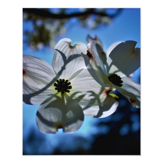 Impression Photo white flowers (Devant)
