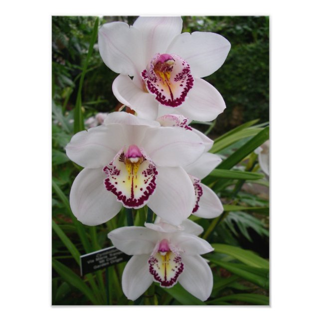 Impression Photo White Orchids Beautiful Tropical Flowers (Devant)