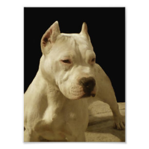 Impression Photo White Pitbull Terrier