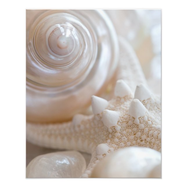 Impression Photo White Seashell Starfish Tropical Beach Sea Shells (Devant)