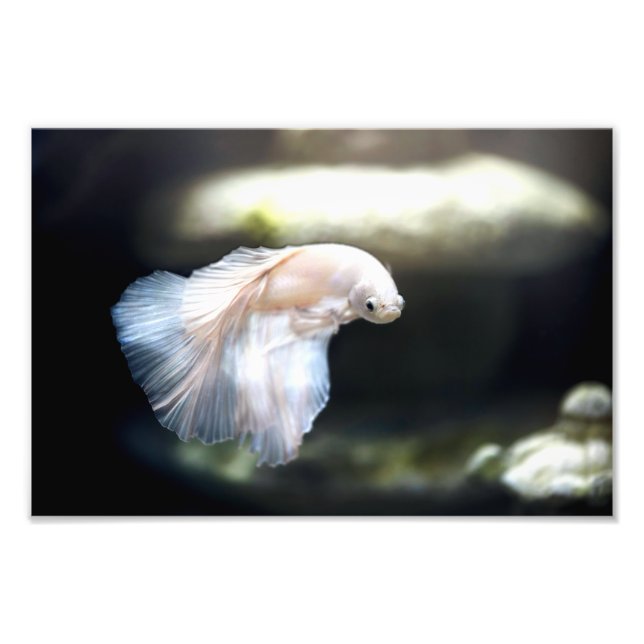 Impression Photo White siamese Fighting Fish (Devant)
