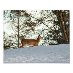 Impression Photo White Tailed