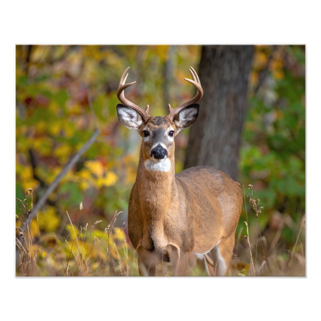 Impression Photo whitetail deer (Devant)