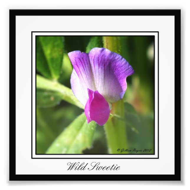 Impression Photo Wild Sweetie (Devant)