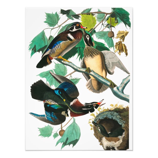 Impression Photo Wood Duck par John James Audubon (Devant)