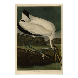 Impression Photo Wood Ibiss (Ibis, Stork) : Audubon Birds of Americ