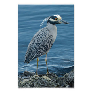 Impression Photo Yellow-Crowned Night Heron