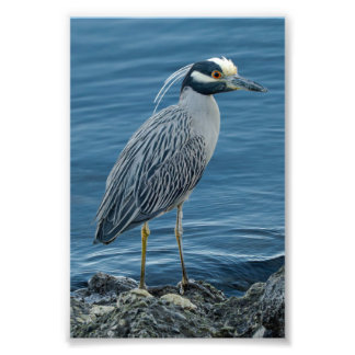 Impression Photo Yellow-Crowned Night Heron