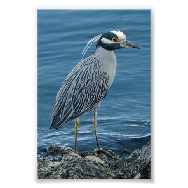 Impression Photo Yellow-Crowned Night Heron (Devant)