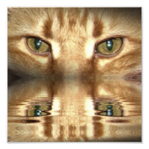 Impression Photo Yeux de chat