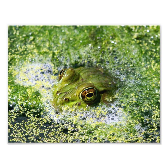 Impression Photo Yeux de grenouille (Devant)