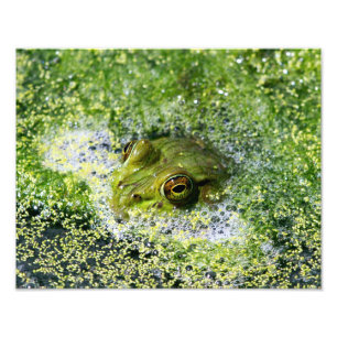 Impression Photo Yeux de grenouille