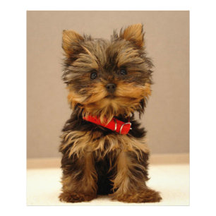 Impression Photo Yorkshire Terrier