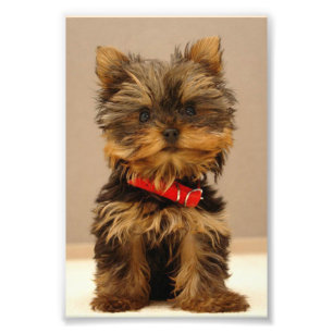 Impression Photo Yorkshire Terrier