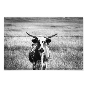 Impression Photo Young Longhorn