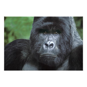 Impression Photo Zaïre, Parc national des Virungas. Portrait de