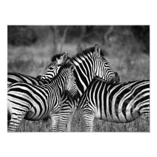 Impression Photo Zebra Family