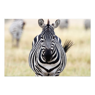 Impression Photo Zebra looking at you