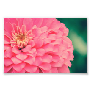 Impression Photo Zinnia rose