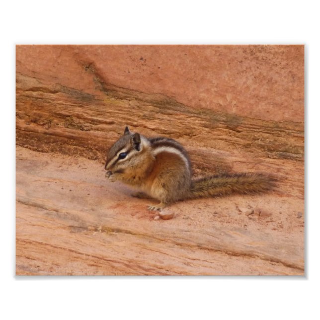 Impression Photo Zion Chipmunk sur Red Rocks (Devant)