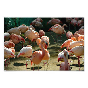 Impression Photo Zoo de Los Angeles