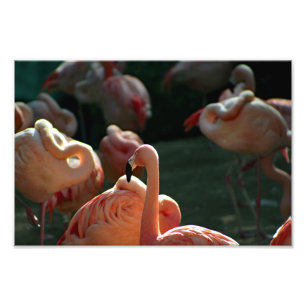 Impression Photo Zoo de Los Angeles