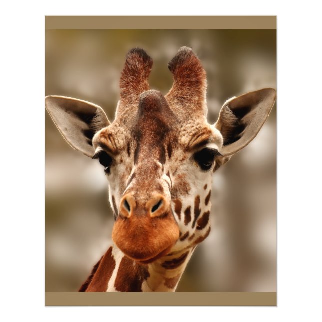 Impression Photo Zoo Giraffe Portrait animal sauvage (Devant)