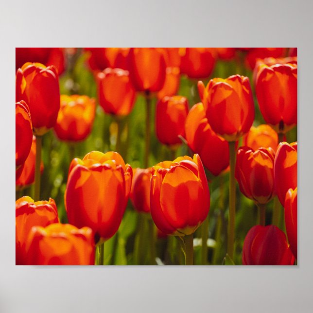 Impression photographique de tulipes rouges. (Devant)