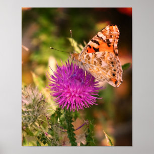 Impression photographique d'épine de papillon