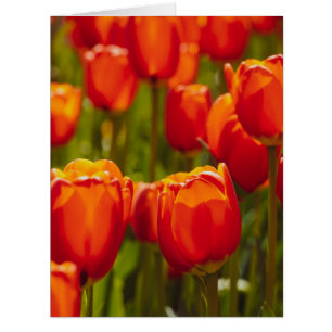 Impression photographique des tulipes rouges.