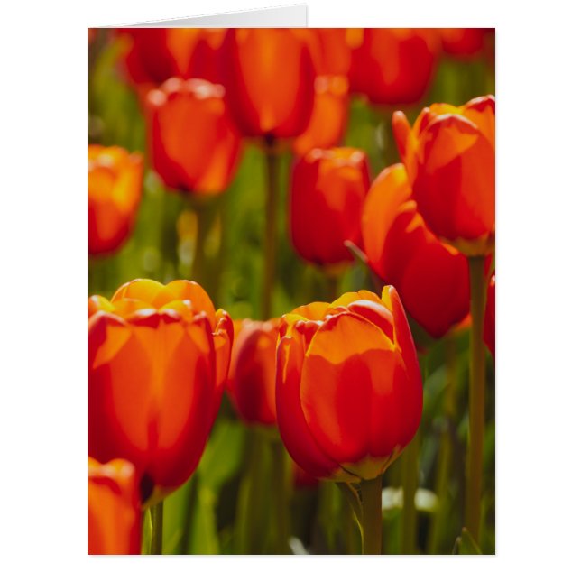 Impression photographique des tulipes rouges. (Devant)