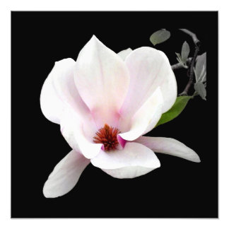 Impression photographique 'Magnolia en fleurs'
