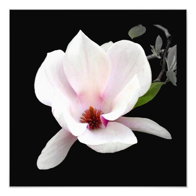 Impression photographique 'Magnolia en fleurs' (Devant)
