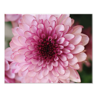 Impression photographique rose