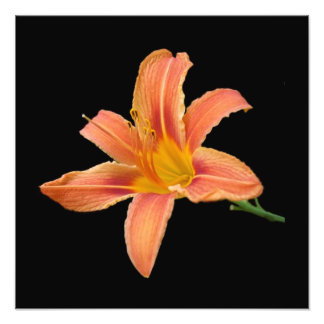 Impression photographique 'Tiger Lily'
