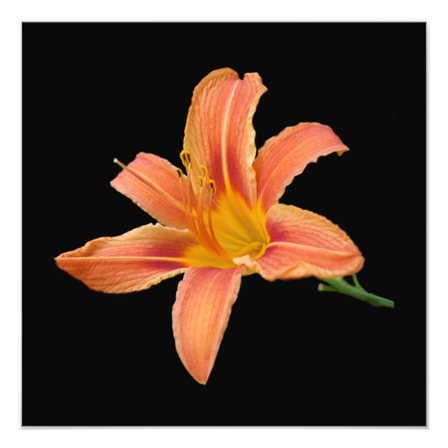 Impression photographique 'Tiger Lily' (Devant)