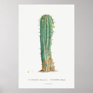 Impression plante d'illustration vintage Cacti