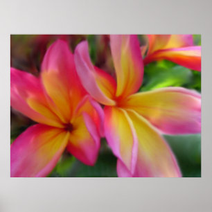 Impression Plumeria