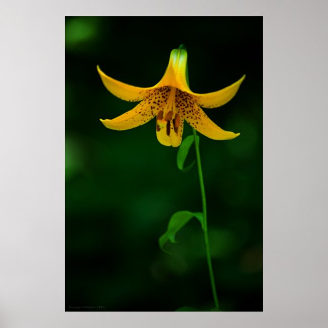 Impression Poche étoile (Devant)