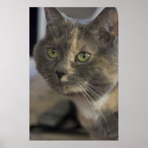 Impression Portrait de chat