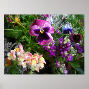 Impression Pretty Pansy
