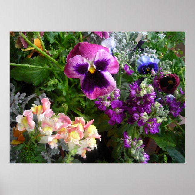 Impression Pretty Pansy (Devant)