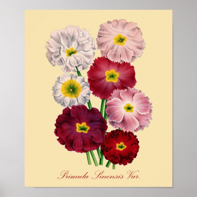 Impression Primrose vintage (Devant)