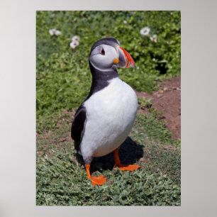 Impression Puffin